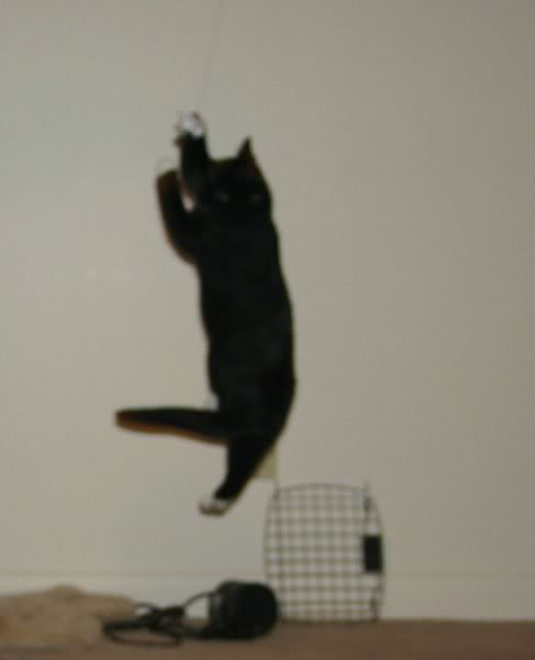 Black Berry can jump too ^^